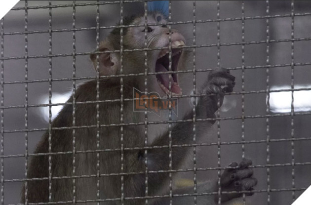 Neuralink của Elon Musk đang phải đối mặt với hành vi ngược đãi động vật