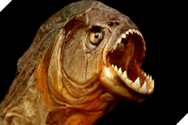 Những sự thật về cá Piranha mà bạn chưa được biết