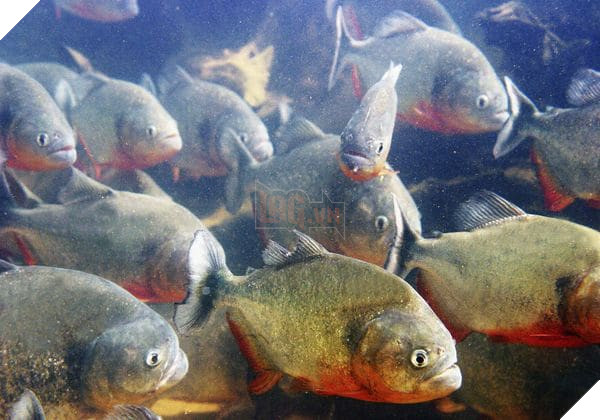 Những sự thật về cá Piranha mà bạn chưa được biết