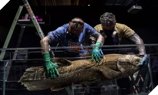 Loài sinh vật nào đạt danh hiệu sống dai nhất hành tinh?  3