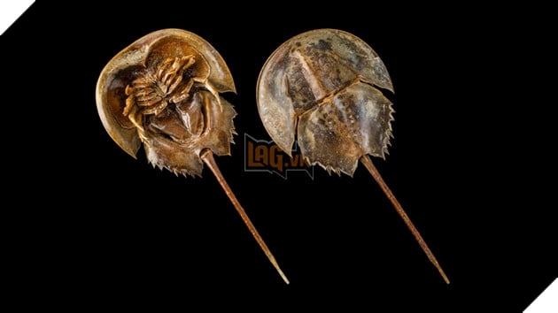 Loài sinh vật nào đạt danh hiệu sống dai nhất hành tinh?  4