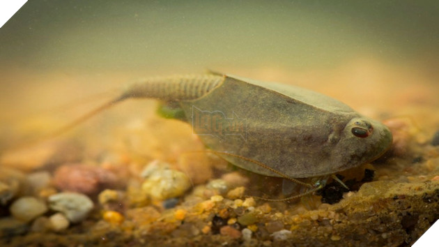 Loài sinh vật nào đạt danh hiệu sống dai nhất hành tinh? 