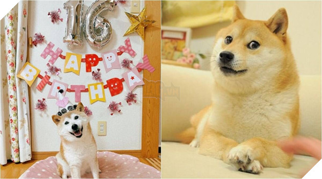 Doge - Tượng đài meme đình đám thế giới đang trong tình trạng nguy kịch
