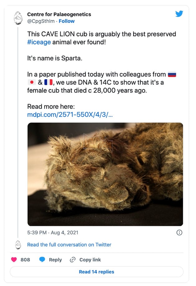 Phát hiện xác ướp sư tử con 28.000 năm tuổi còn nguyên vẹn ở Siberia