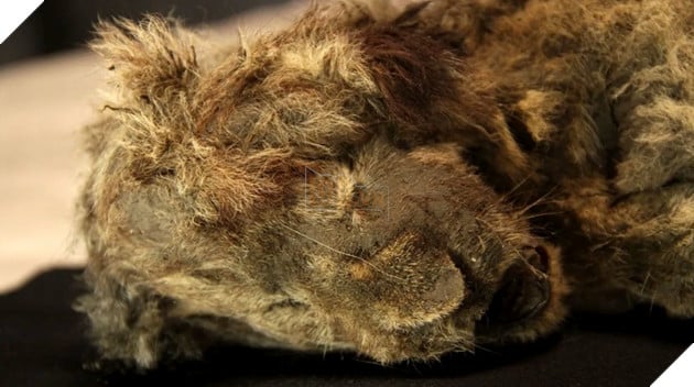 Phát hiện xác ướp sư tử con 28.000 năm tuổi còn nguyên vẹn ở Siberia