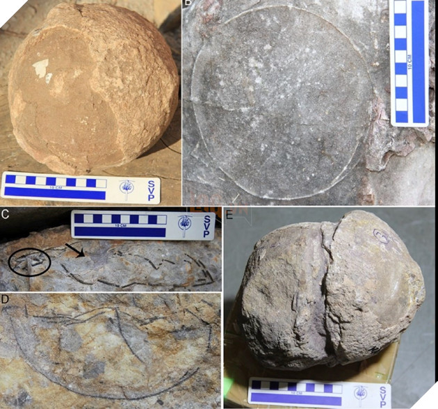 World's largest dinosaur egg fossil found in India