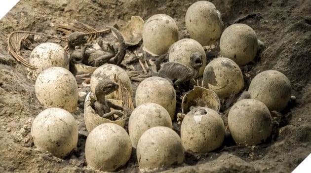 Hoá thạch trứng khủng long lớn nhất thế giới được phát hiện ở Ấn Độ