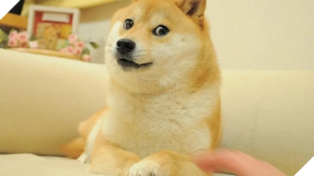 Cuộc sống quá khứ đầy biến cố của chú chó được chế meme nhiều bậc nhất thế giới