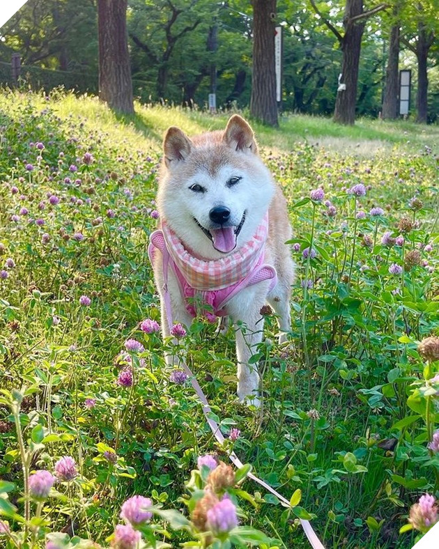 Cuộc sống quá khứ đầy biến cố của chú chó được chế meme nhiều bậc nhất thế giới