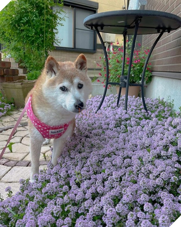 Cuộc sống quá khứ đầy biến cố của chú chó được chế meme nhiều bậc nhất thế giới