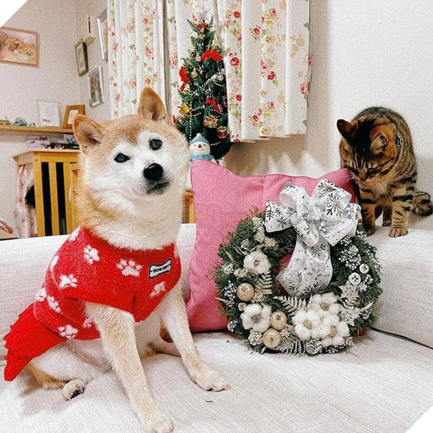 Cuộc sống quá khứ đầy biến cố của chú chó được chế meme nhiều bậc nhất thế giới