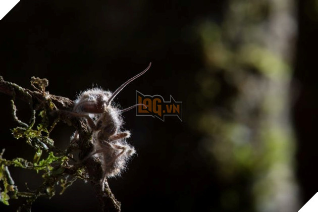 Sau The Last of Us, chúng ta sẽ không còn nhìn thấy nấm theo một cách thông thường nữa