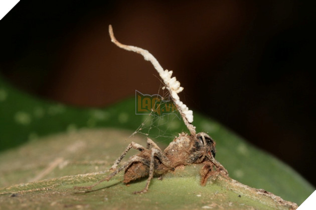 Sau The Last of Us, chúng ta sẽ không còn nhìn thấy nấm theo một cách thông thường nữa