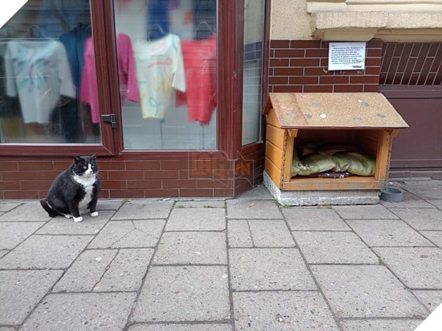 "Overweight" stray cat becomes tourist attraction in Poland