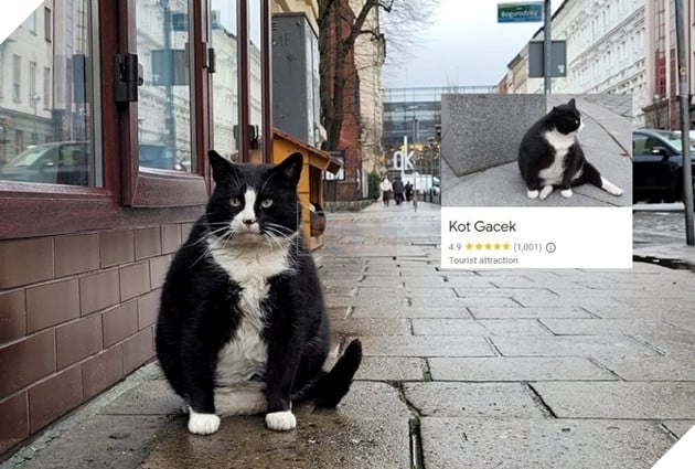 "Overweight" stray cat becomes tourist attraction in Poland