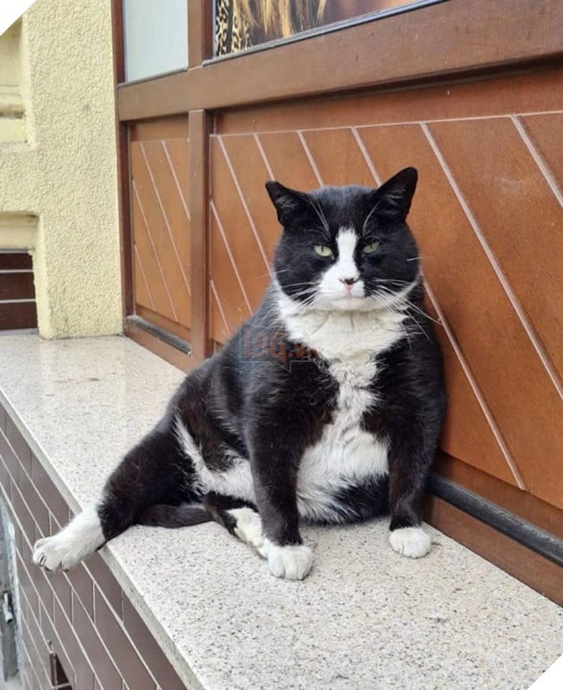 "Overweight" stray cat becomes tourist attraction in Poland
