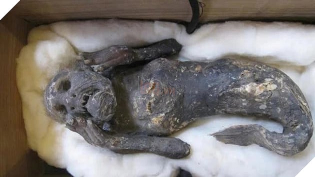 Xác ướp nàng tiên cá - Thực hư về một trong những bí ẩn lớn nhất trong lịch sử của Nhật Bản