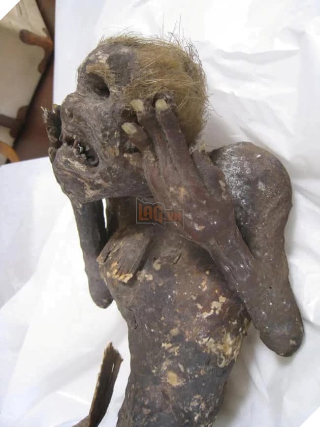 Xác ướp nàng tiên cá - Thực hư về một trong những bí ẩn lớn nhất trong lịch sử của Nhật Bản