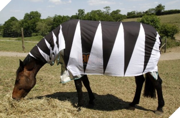 Tại sao ngừa vằn lại có sọc? 