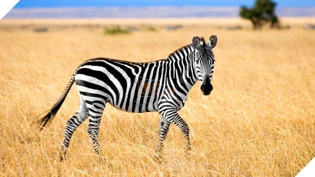 Tại sao ngừa vằn lại có sọc? 