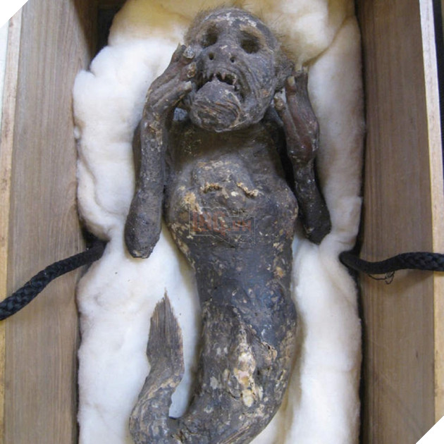 Bí ẩn về xác ướp "nàng tiên cá" 300 năm tuổi ở Nhât Bản đã được lý giải 