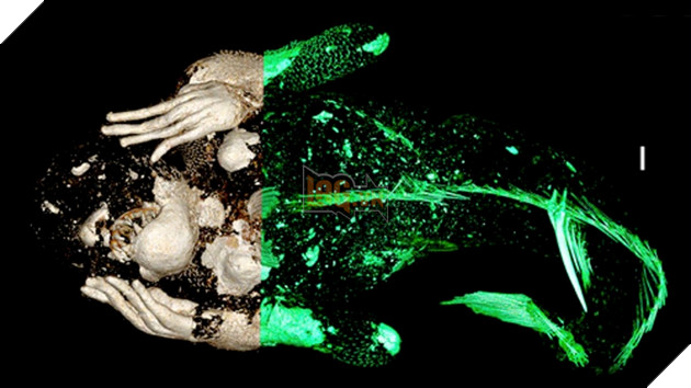 Bí ẩn về xác ướp "nàng tiên cá" 300 năm tuổi ở Nhât Bản đã được lý giải 