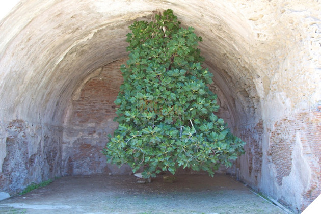 Khám phá cây vả "lộn ngược" tại Ý, thách thức cả quy luật tự nhiên  