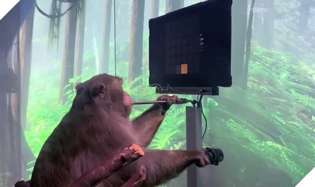 Mỹ từ chối cấp phép công ty Neuralink của Elon Musk thực hiện cấy chip lên não người