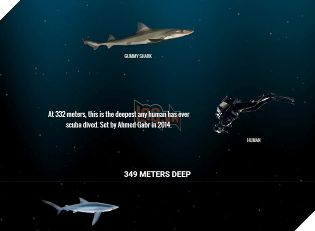 Khám phá những sinh vật dưới lòng đại dương vô cùng đơn giản ngay trên trình duyệt web