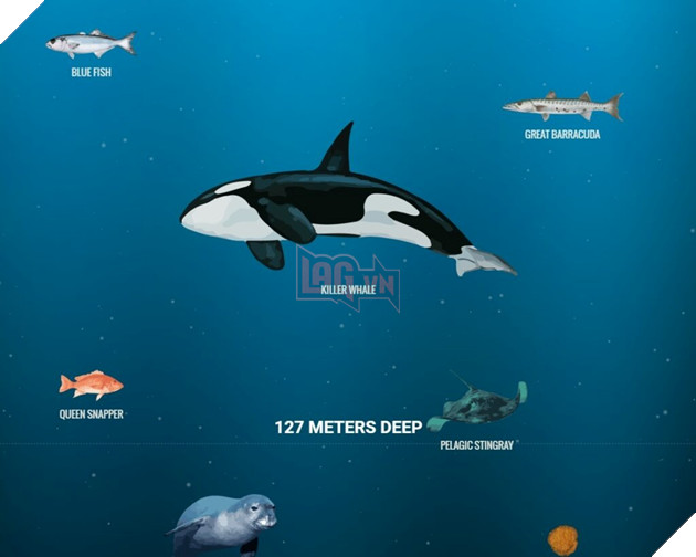 Khám phá những sinh vật dưới lòng đại dương vô cùng đơn giản ngay trên trình duyệt web