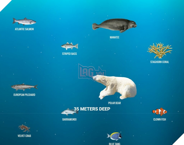 Khám phá những sinh vật dưới lòng đại dương vô cùng đơn giản ngay trên trình duyệt web