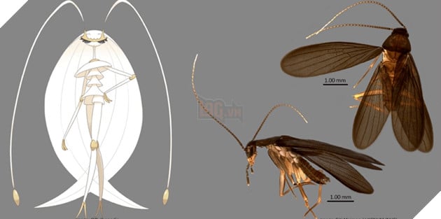 Phát hiện loài gián hoàn toàn mới được đặt tên theo Pokémon