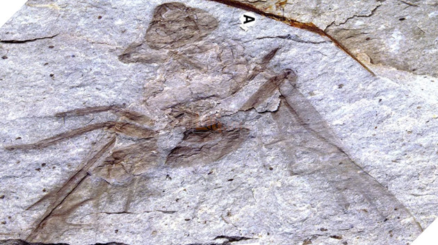 Phát hiện hóa thạch kiến khổng lồ cách đây 50 triệu năm, lý giải kích thước côn trùng thời tiền sử