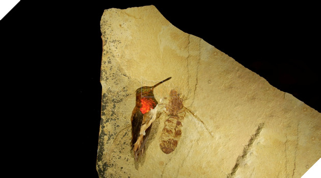 Phát hiện hóa thạch kiến khổng lồ cách đây 50 triệu năm, lý giải kích thước côn trùng thời tiền sử 2