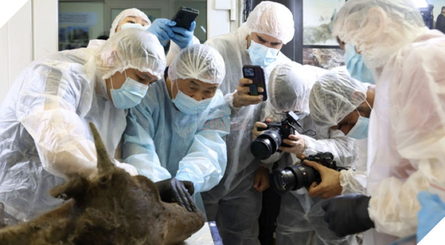 Các nhà khoa học Nga lên kế hoạch "hồi sinh" bò rừng cổ đại xuất hiện từ 9.000 năm trước 