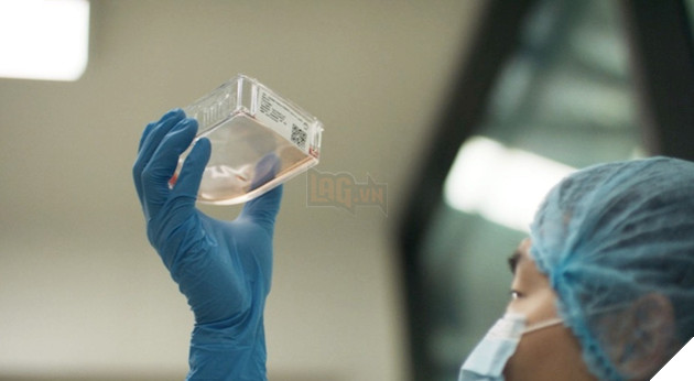 Công ty khởi nghiệp thực phẩm Úc tạo ra viên thịt từ voi ma mút đã tuyệt chủng