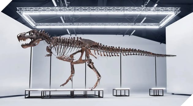 Bộ xương T-Rex hơn 67 triệu năm tuổi sắp được bán đấu giá vào tháng sau