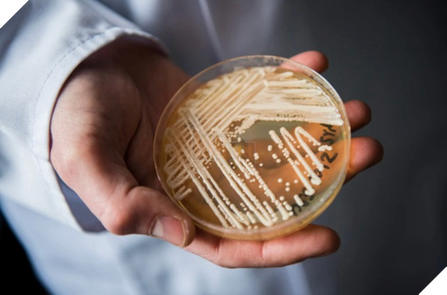 TIktok lan truyền thông tin về loại nấm nguy hiểm đang lây lan trên đất Mỹ biến người thành Zombie như trong The Last of Us