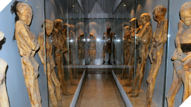 Xác ướp từ thế kỷ 19 mọc nấm đang trưng bày tại Mexico có thể lây sang người