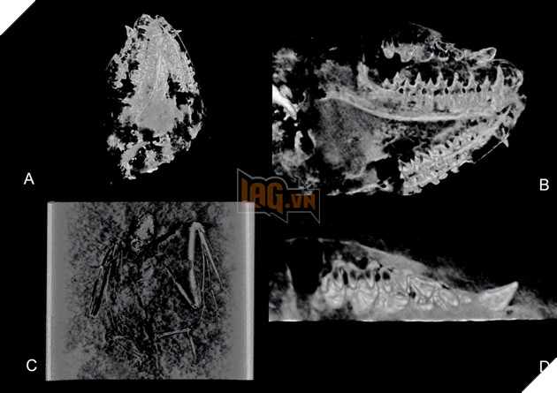 Phát hiện hoá thạch dơi 52 triệu năm tuổi và là loài dơi lâu đời nhất từng được tìm thấy 