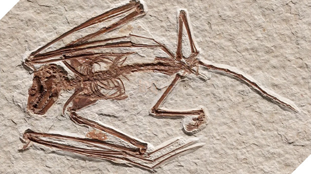 Phát hiện hoá thạch dơi 52 triệu năm tuổi và là loài dơi lâu đời nhất từng được tìm thấy 