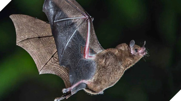 Phát hiện hoá thạch dơi 52 triệu năm tuổi và là loài dơi lâu đời nhất từng được tìm thấy  3