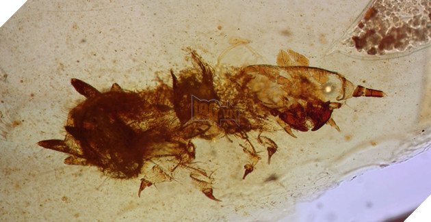 Hóa thạch hổ phách tiết lộ khủng long và bọ cánh cứng có mối quan hệ cộng sinh