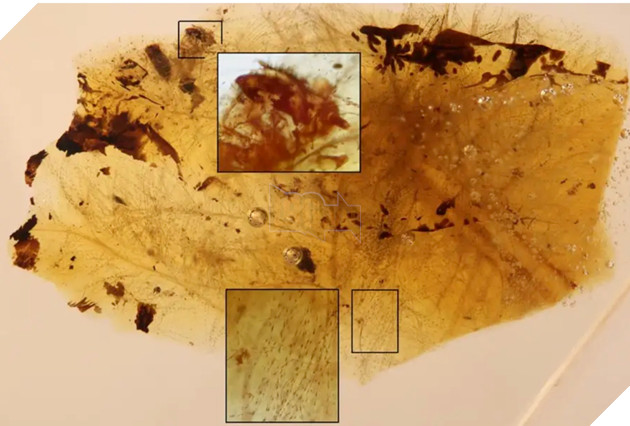 Hóa thạch hổ phách tiết lộ khủng long và bọ cánh cứng có mối quan hệ cộng sinh