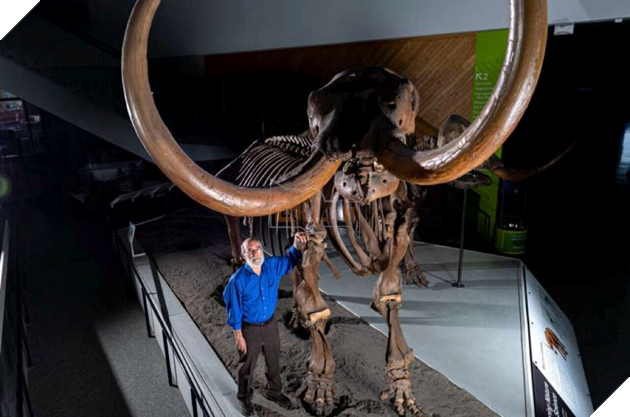 Chiếc ngà 13.200 năm tuổi giúp giải mã cuộc đời của loài voi răng mấu trước khi tuyệt chủng