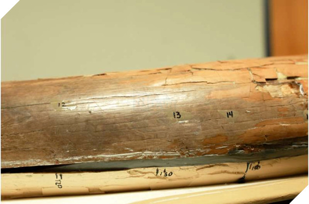 Chiếc ngà 13.200 năm tuổi giúp giải mã cuộc đời của loài voi răng mấu trước khi tuyệt chủng