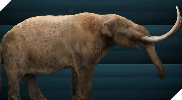 Chiếc ngà 13.200 năm tuổi giúp giải mã cuộc đời của loài voi răng mấu trước khi tuyệt chủng