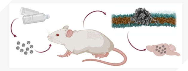 Nhựa bao bì thực phẩm được tìm thấy trong não sau hai giờ ăn phải 