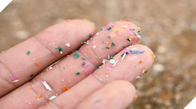 Nhựa bao bì thực phẩm được tìm thấy trong não sau hai giờ ăn phải 