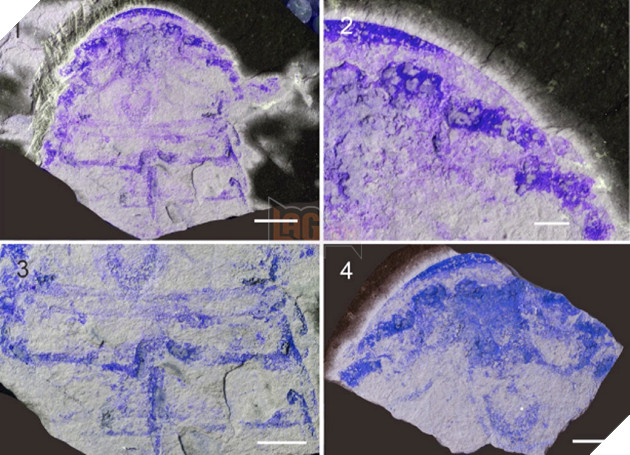 Phát hiện hoá thạch bọ biển cổ đại, 450 triệu năm tuổi tại Trung Quốc